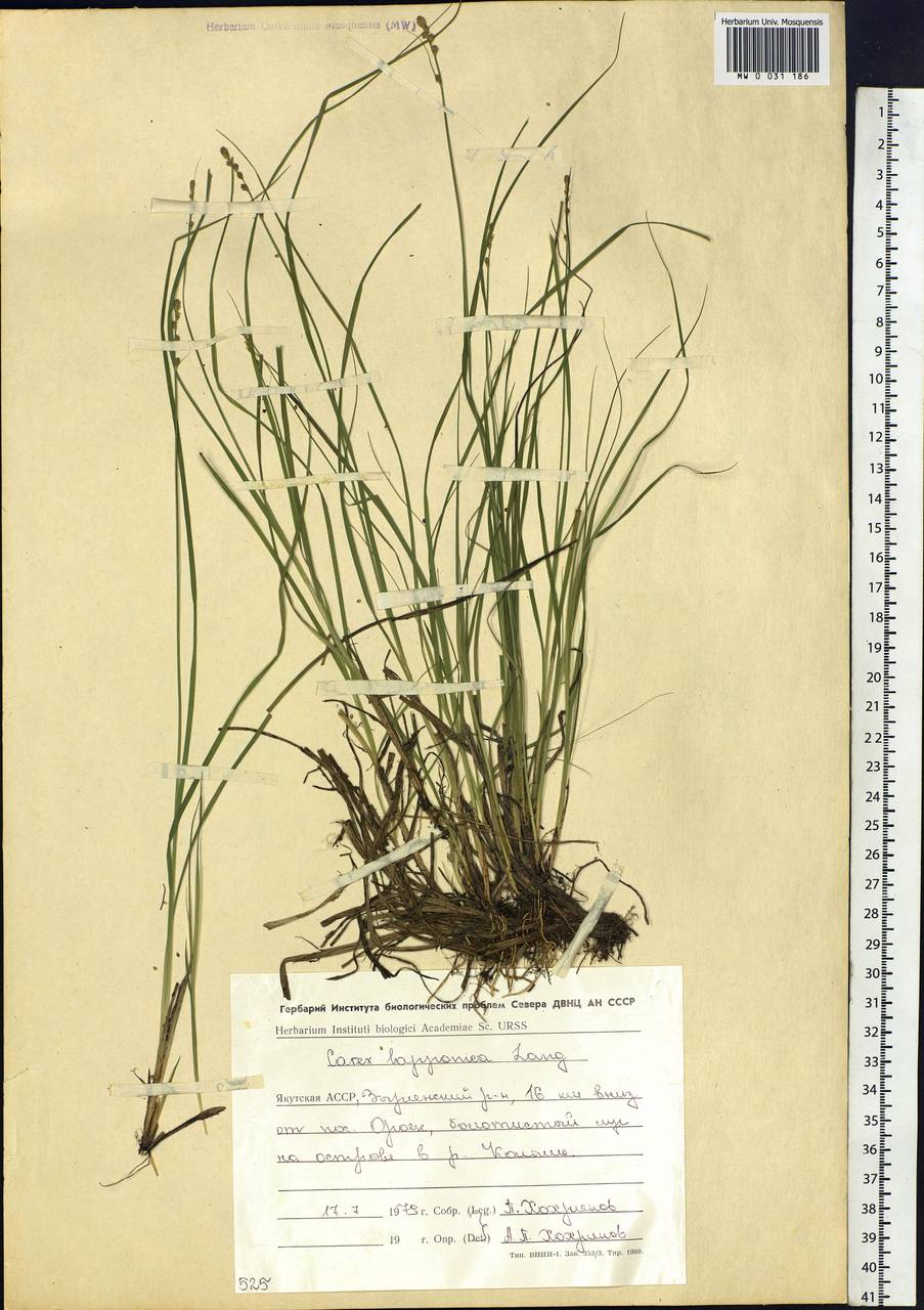 Carex lapponica O.Lang, Siberia, Yakutia (S5) (Russia)