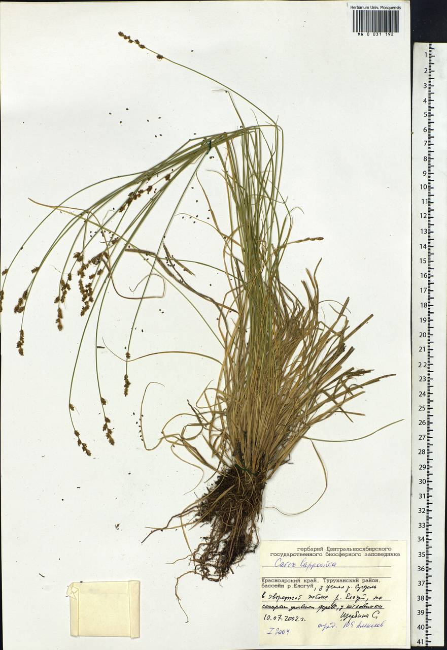 Carex lapponica O.Lang, Siberia, Central Siberia (S3) (Russia)