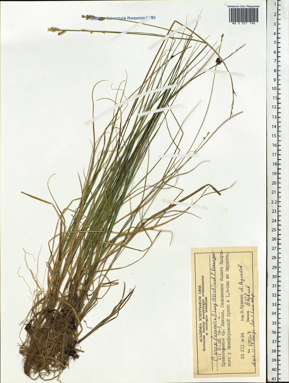Carex lapponica O.Lang, Siberia, Central Siberia (S3) (Russia)