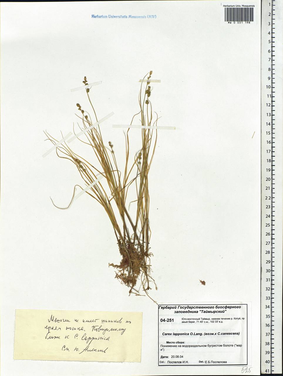 Carex lapponica O.Lang, Siberia, Central Siberia (S3) (Russia)