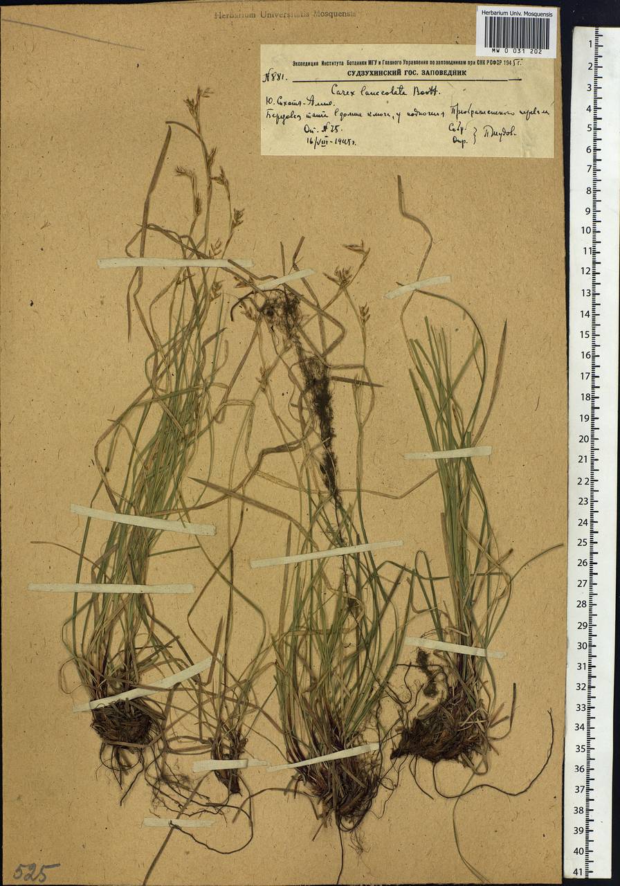 Carex lanceolata Boott, Siberia, Russian Far East (S6) (Russia)