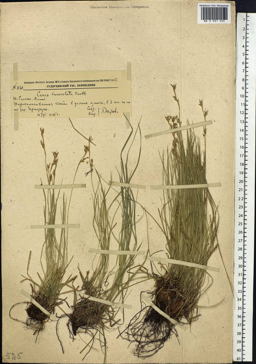 Carex lanceolata Boott, Siberia, Russian Far East (S6) (Russia)