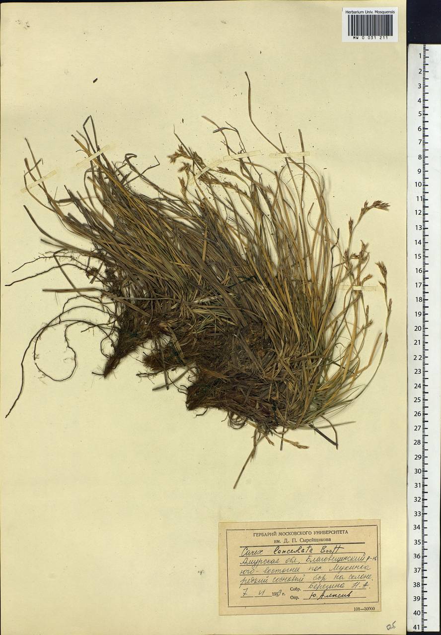 Carex lanceolata Boott, Siberia, Russian Far East (S6) (Russia)