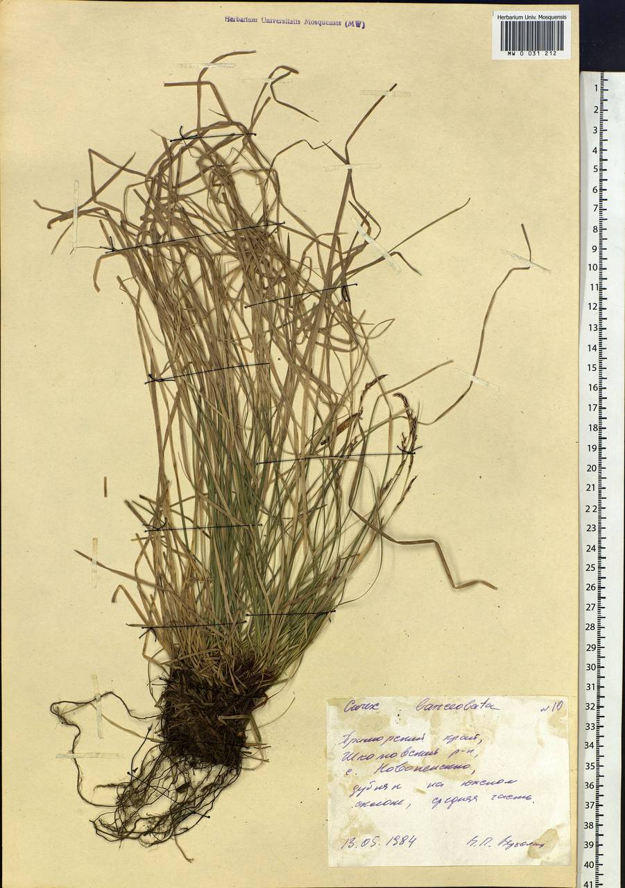 Carex lanceolata Boott, Siberia, Russian Far East (S6) (Russia)