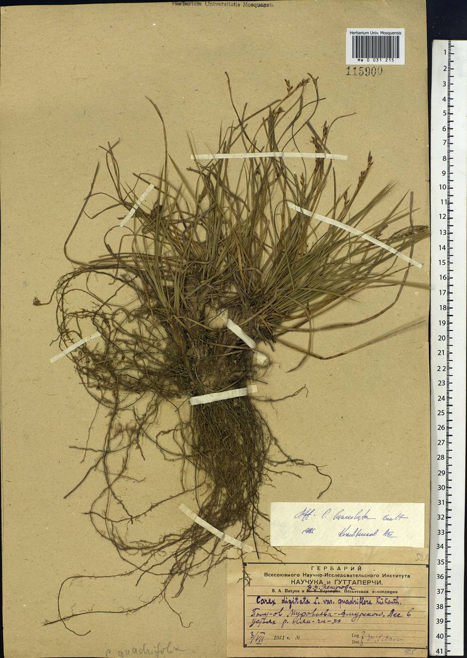 Carex lanceolata Boott, Siberia, Russian Far East (S6) (Russia)