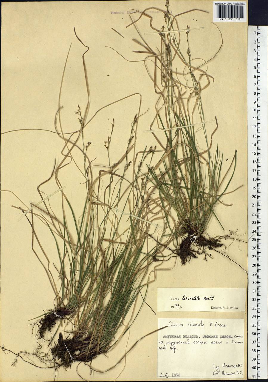 Carex lanceolata Boott, Siberia, Russian Far East (S6) (Russia)