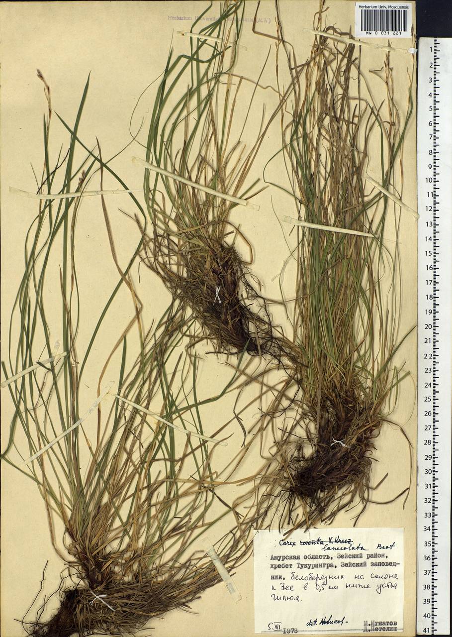 Carex lanceolata Boott, Siberia, Russian Far East (S6) (Russia)