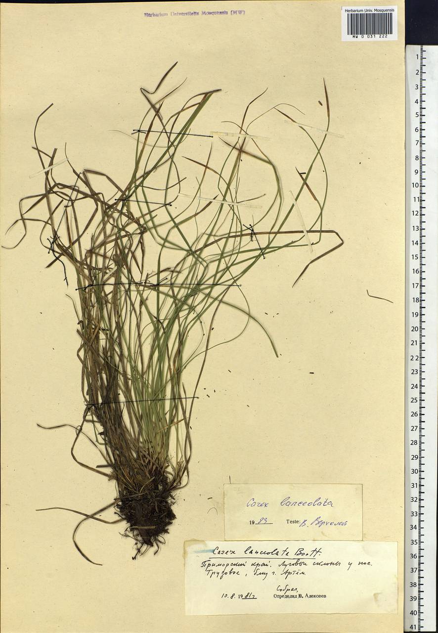 Carex lanceolata Boott, Siberia, Russian Far East (S6) (Russia)