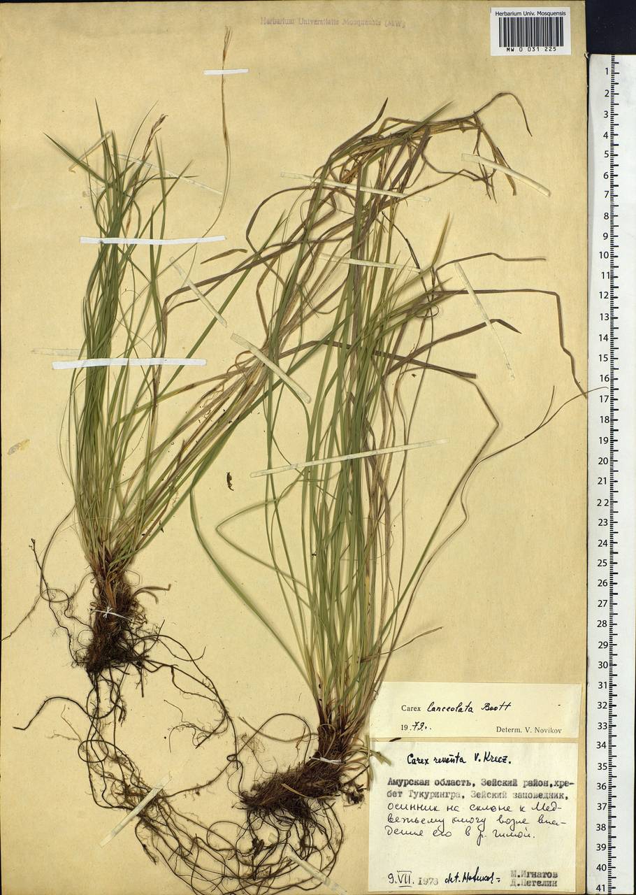 Carex lanceolata Boott, Siberia, Russian Far East (S6) (Russia)