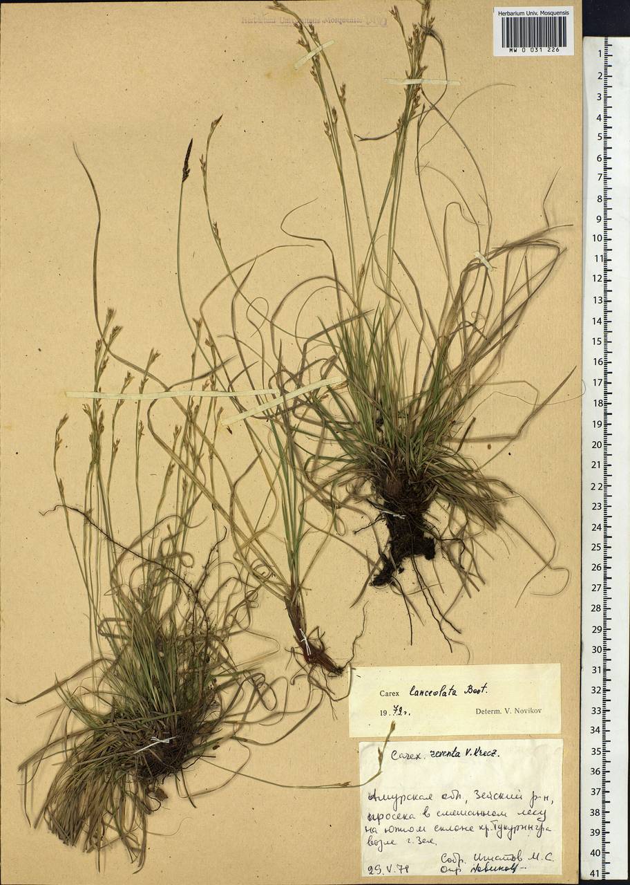 Carex lanceolata Boott, Siberia, Russian Far East (S6) (Russia)