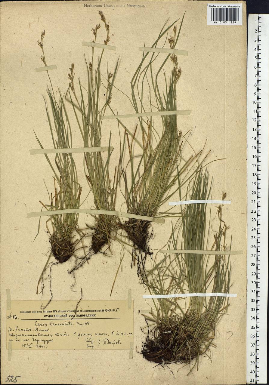 Carex lanceolata Boott, Siberia, Russian Far East (S6) (Russia)