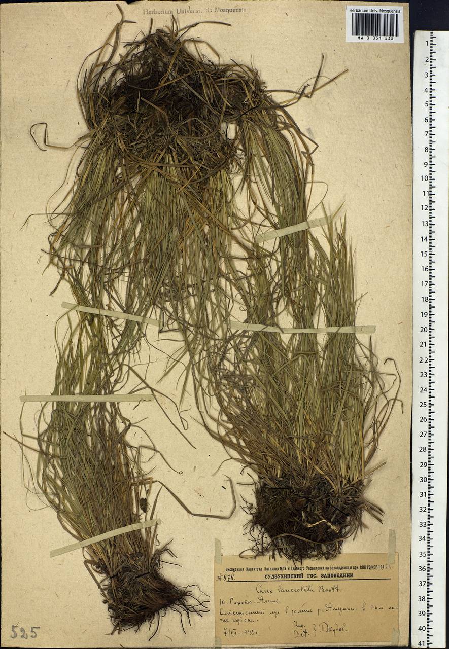 Carex lanceolata Boott, Siberia, Russian Far East (S6) (Russia)
