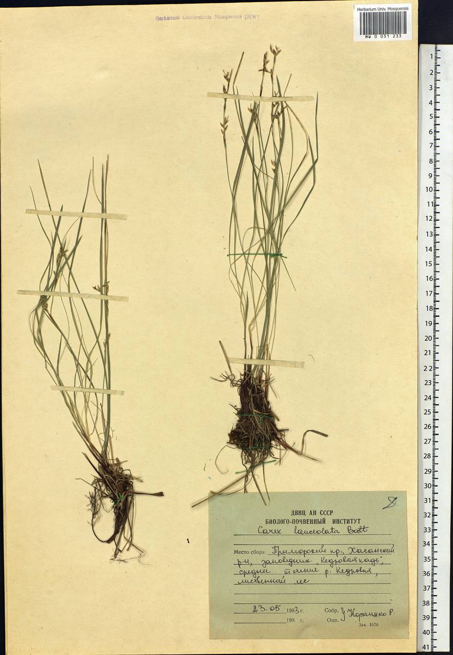 Carex lanceolata Boott, Siberia, Russian Far East (S6) (Russia)