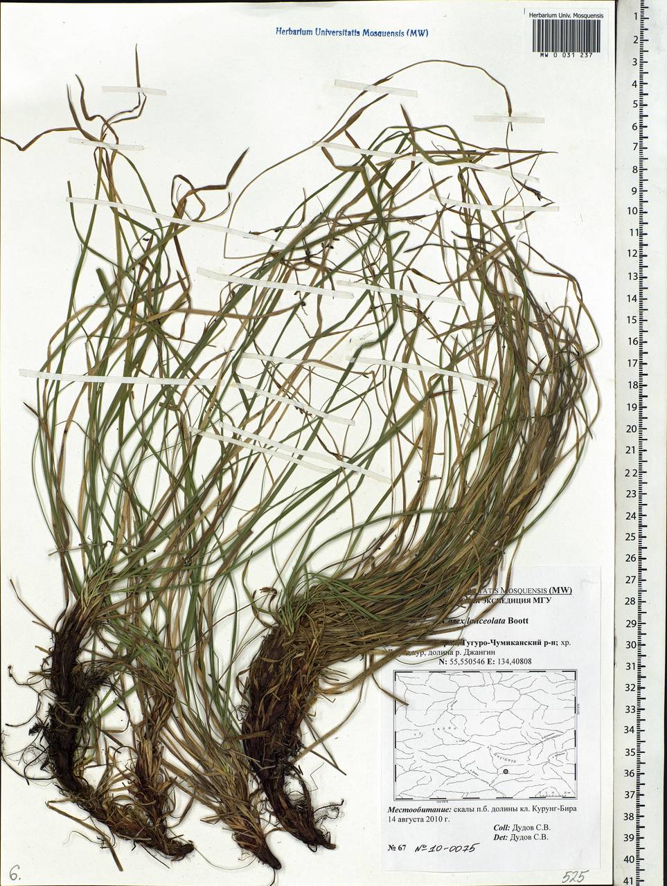Carex lanceolata Boott, Siberia, Russian Far East (S6) (Russia)