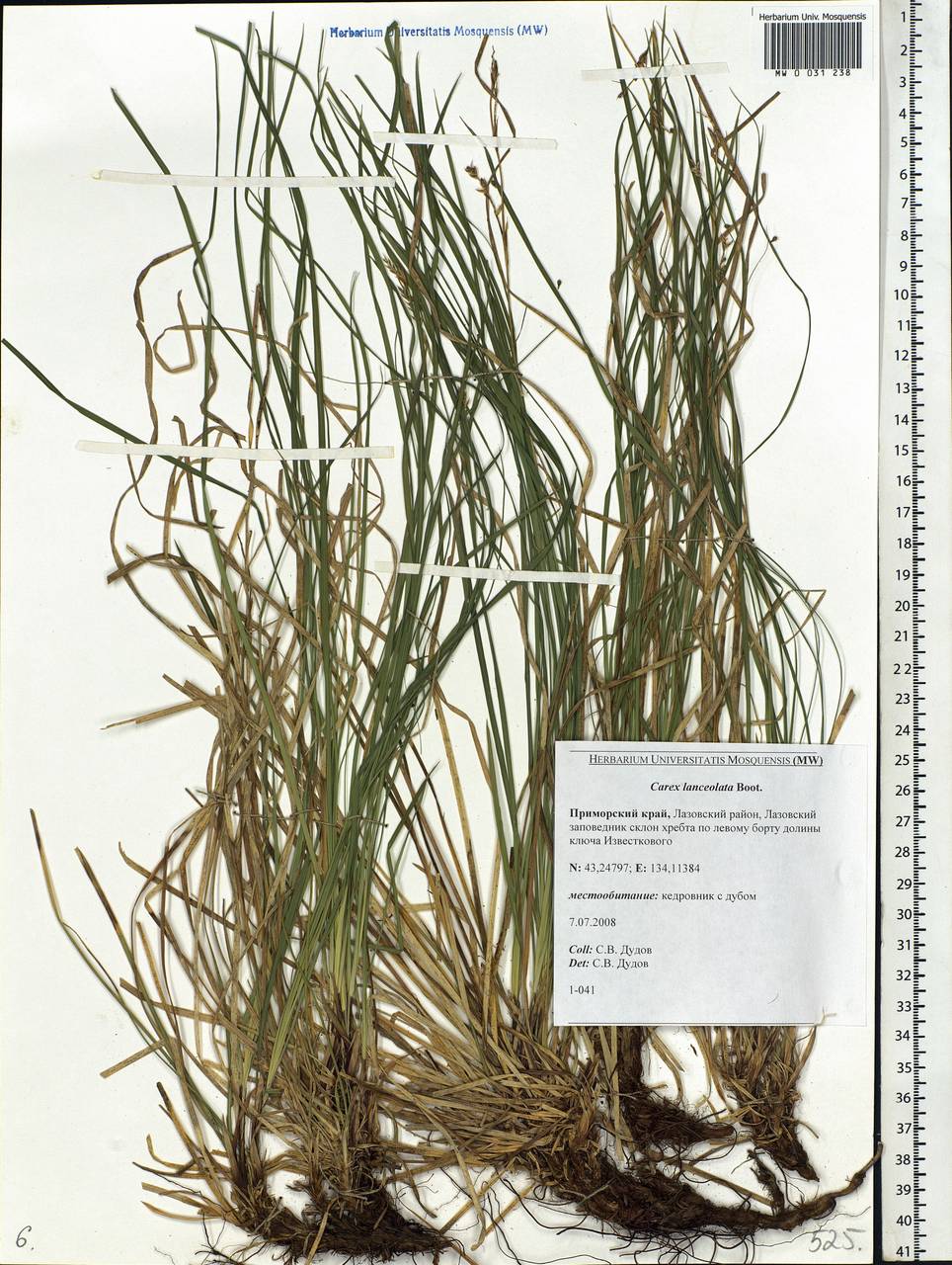 Carex lanceolata Boott, Siberia, Russian Far East (S6) (Russia)