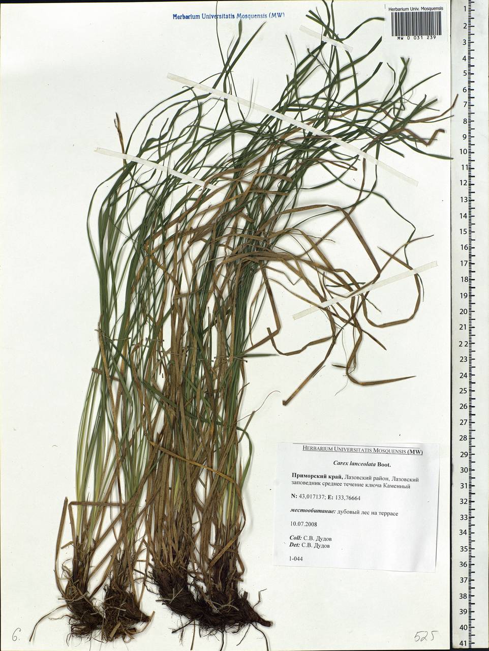 Carex lanceolata Boott, Siberia, Russian Far East (S6) (Russia)