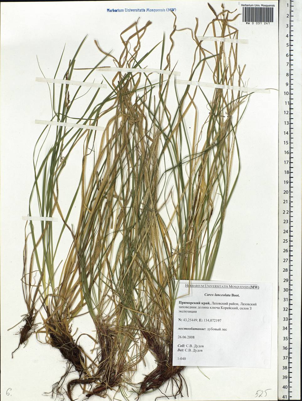 Carex lanceolata Boott, Siberia, Russian Far East (S6) (Russia)