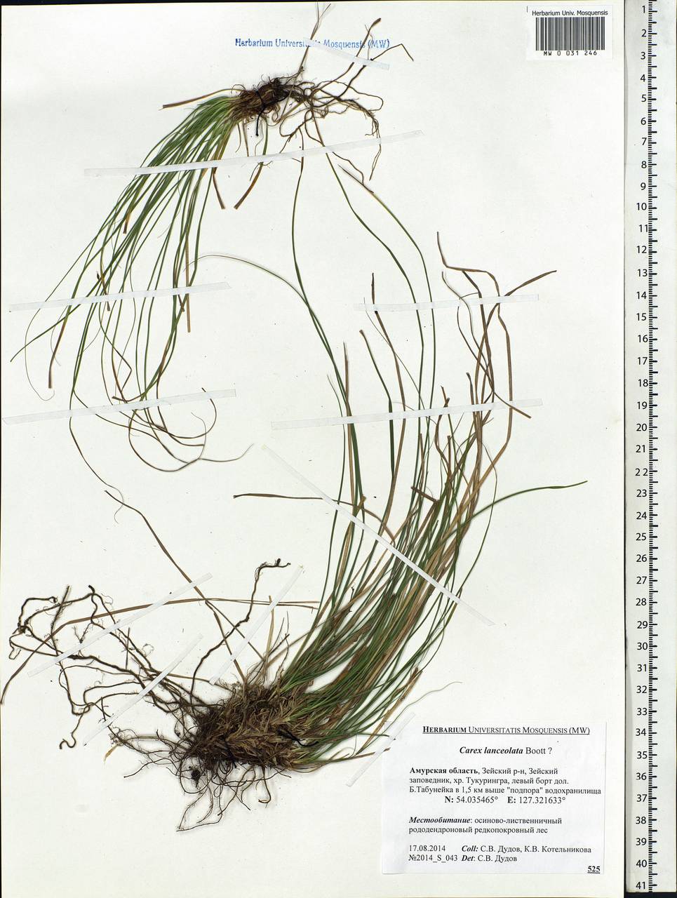 Carex lanceolata Boott, Siberia, Russian Far East (S6) (Russia)