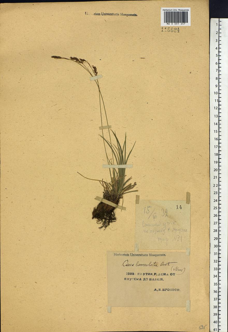 Carex lanceolata Boott, Siberia, Yakutia (S5) (Russia)