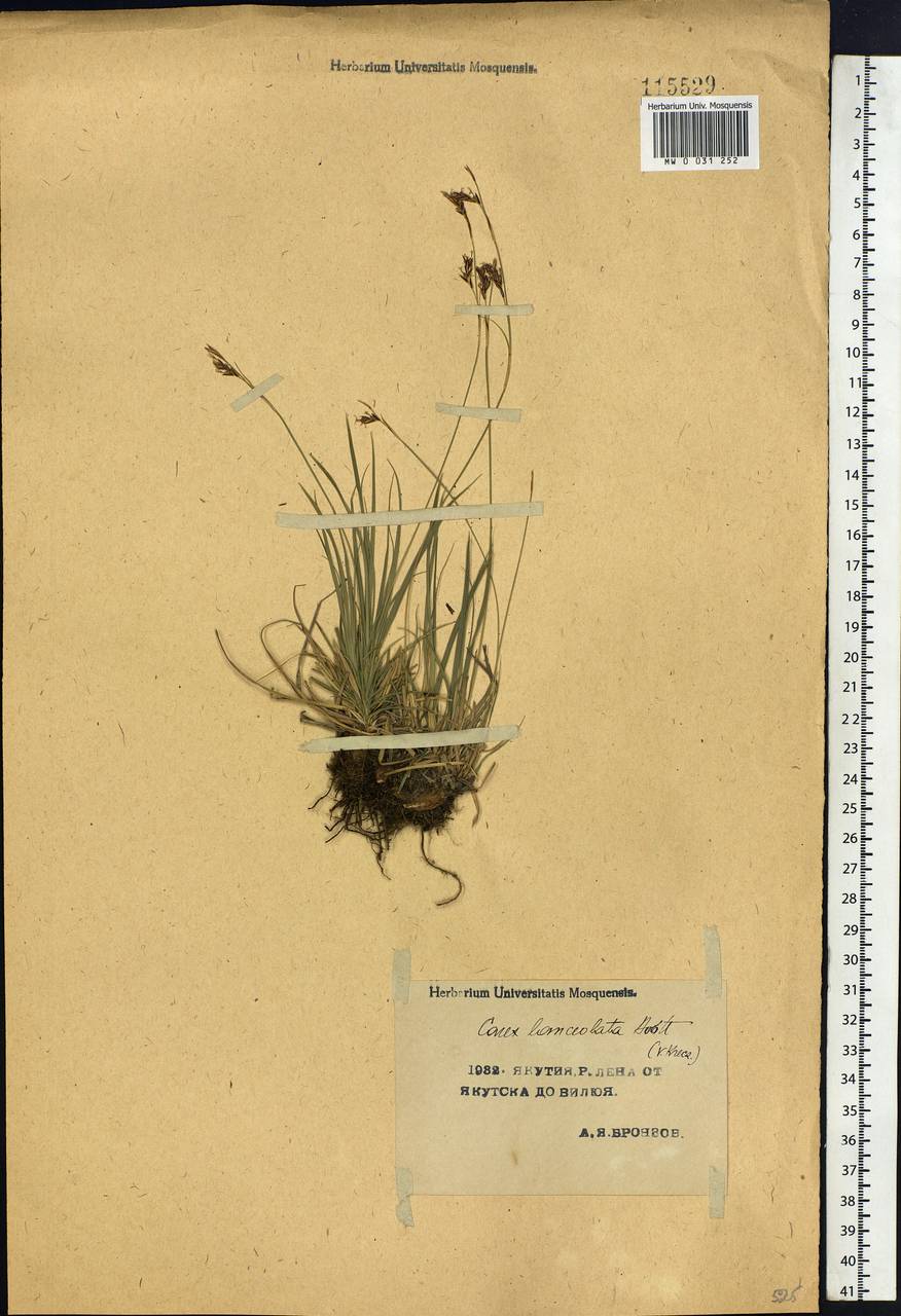 Carex lanceolata Boott, Siberia, Yakutia (S5) (Russia)