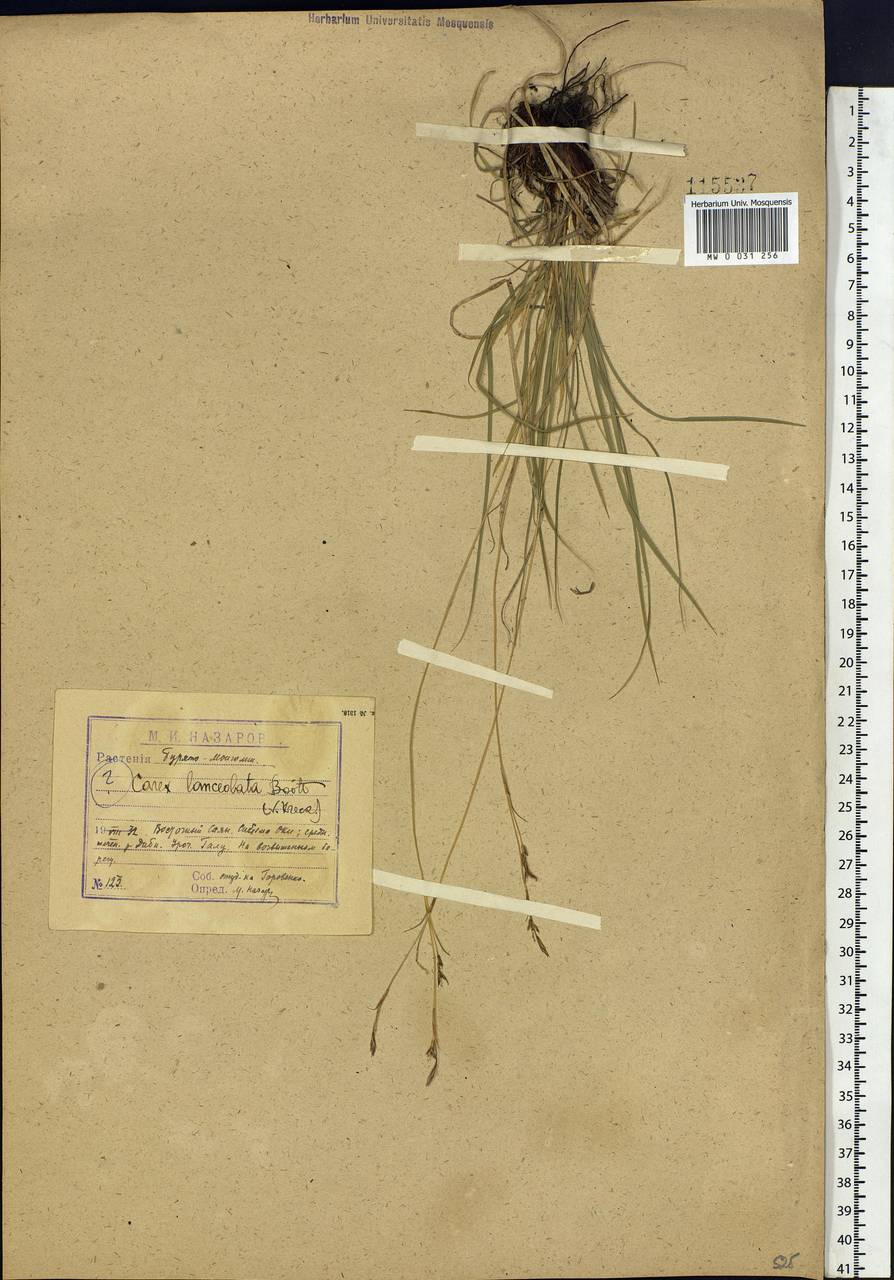 Carex lanceolata Boott, Siberia, Baikal & Transbaikal region (S4) (Russia)