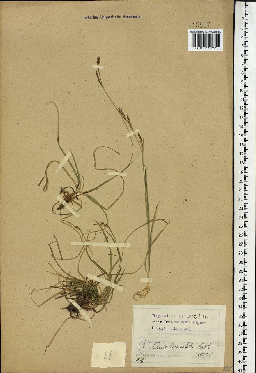 Carex lanceolata Boott, Siberia, Baikal & Transbaikal region (S4) (Russia)