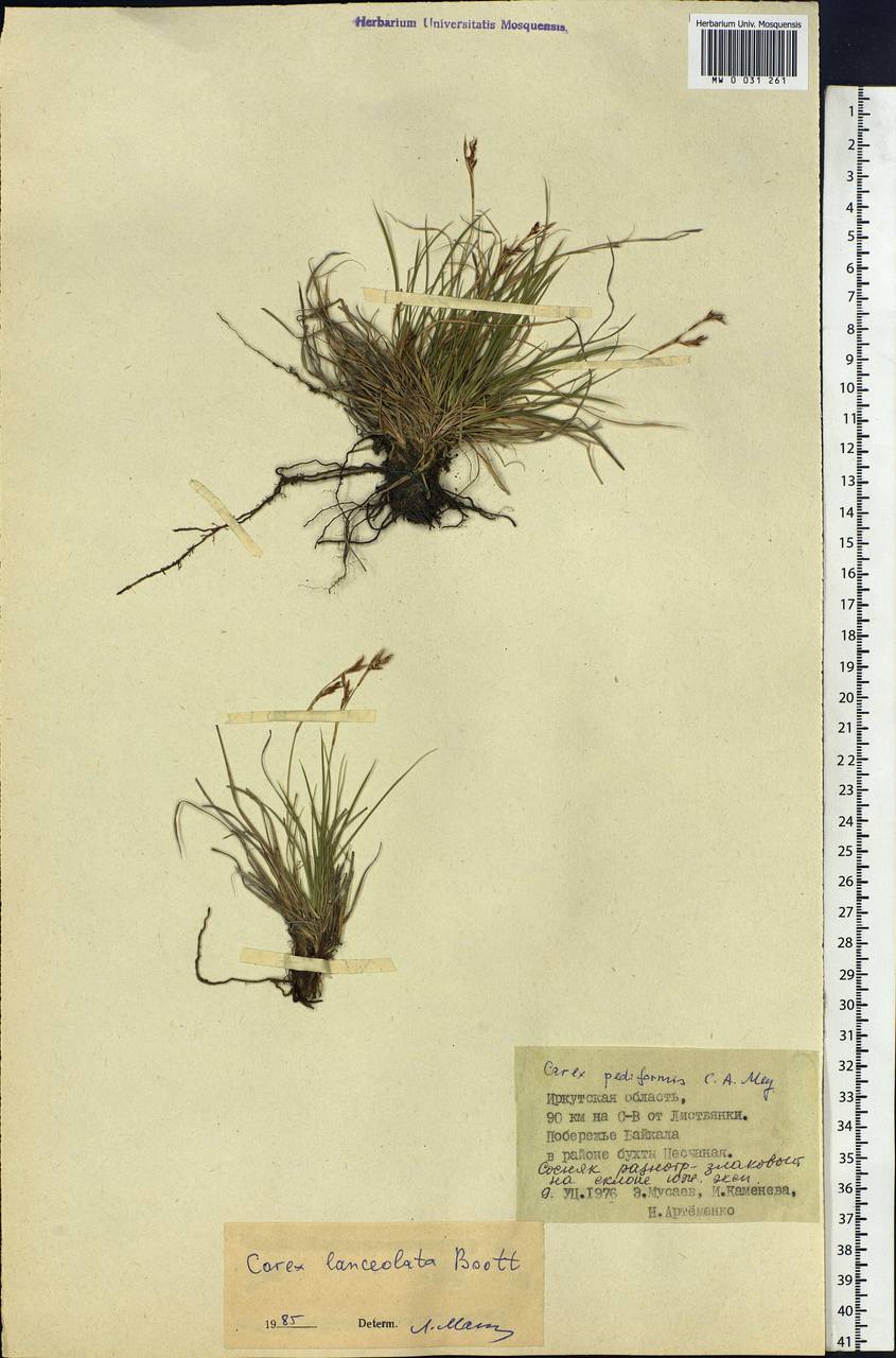 Carex lanceolata Boott, Siberia, Baikal & Transbaikal region (S4) (Russia)