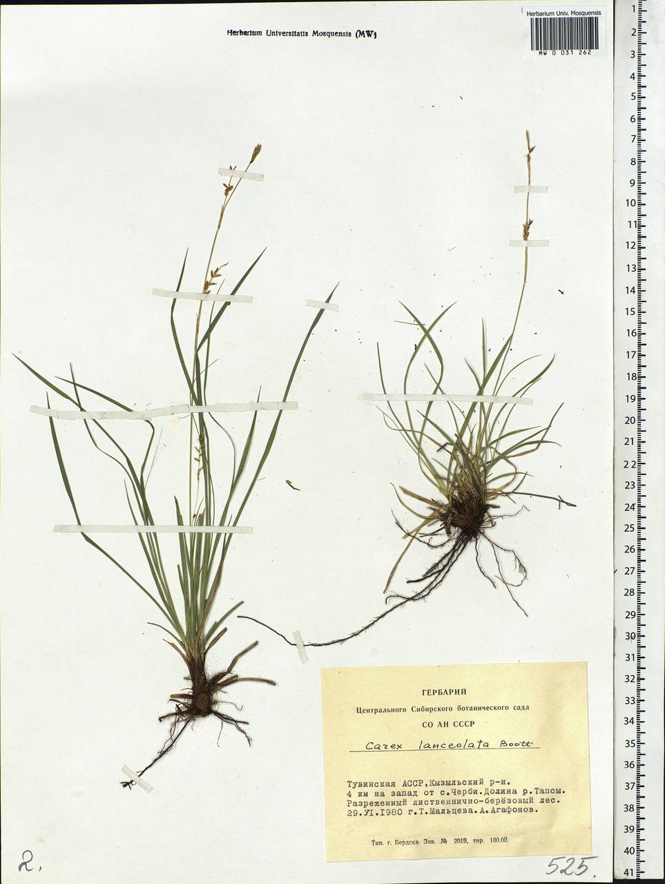 Carex lanceolata Boott, Siberia, Altai & Sayany Mountains (S2) (Russia)