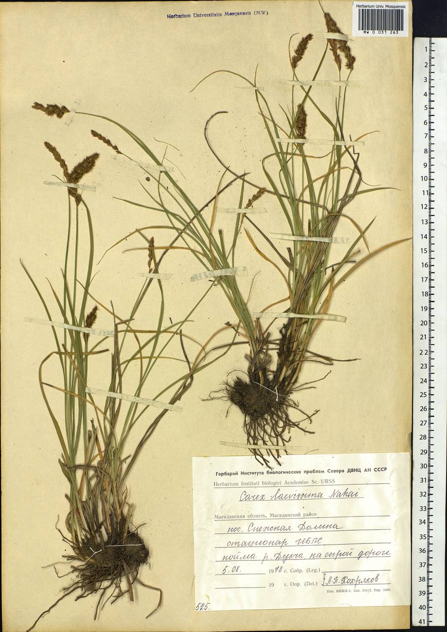 Carex laevissima Nakai, Siberia, Chukotka & Kamchatka (S7) (Russia)
