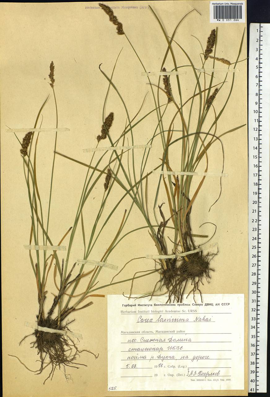 Carex laevissima Nakai, Siberia, Chukotka & Kamchatka (S7) (Russia)