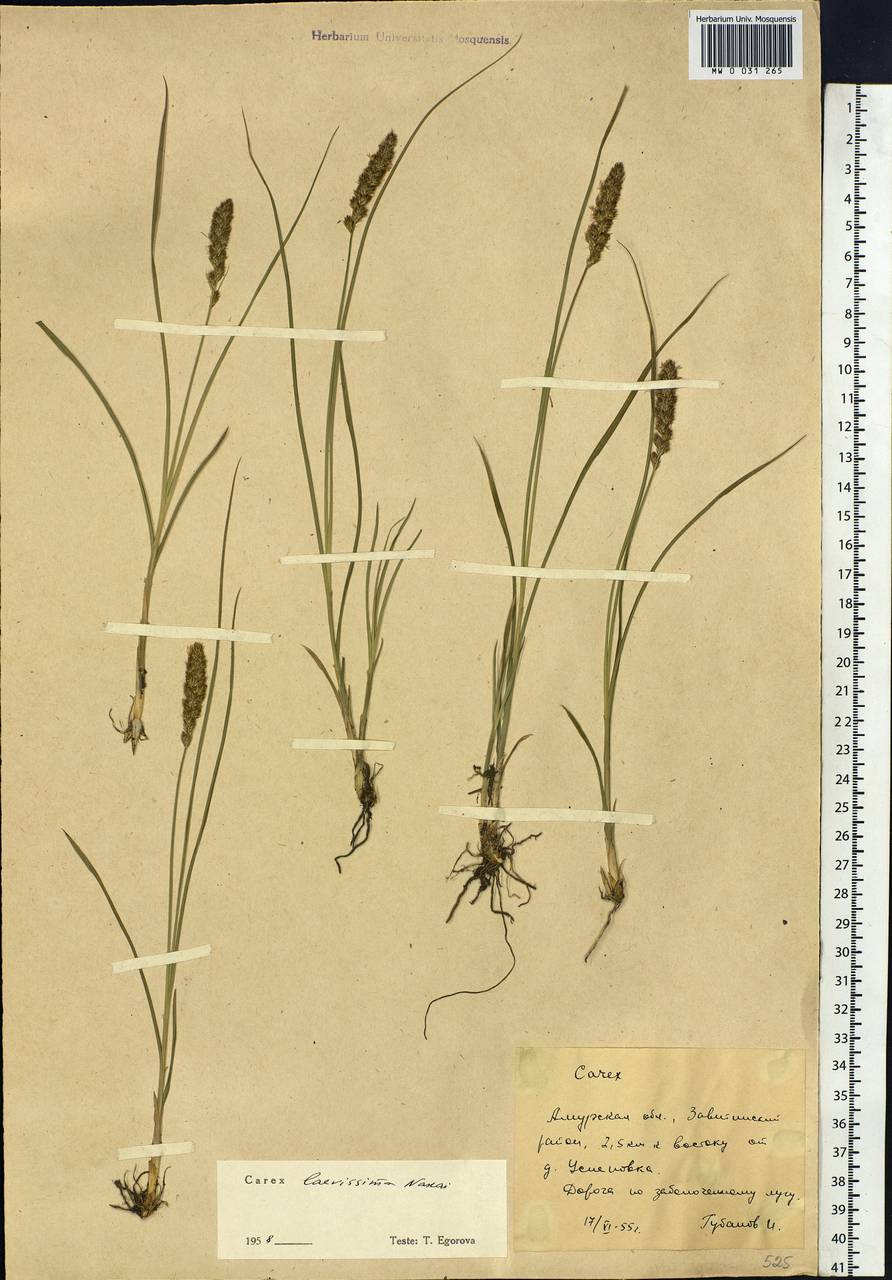 Carex laevissima Nakai, Siberia, Russian Far East (S6) (Russia)
