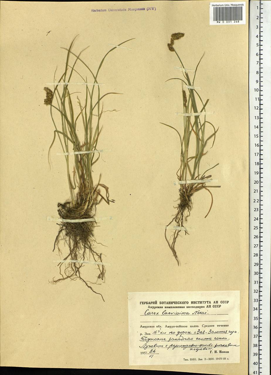 Carex laevissima Nakai, Siberia, Russian Far East (S6) (Russia)