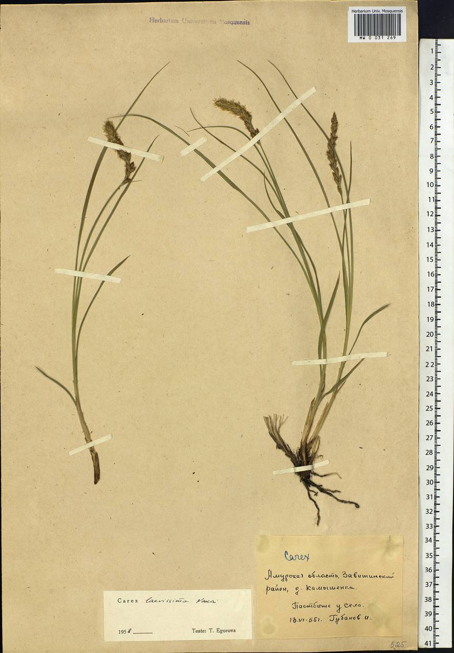 Carex laevissima Nakai, Siberia, Russian Far East (S6) (Russia)