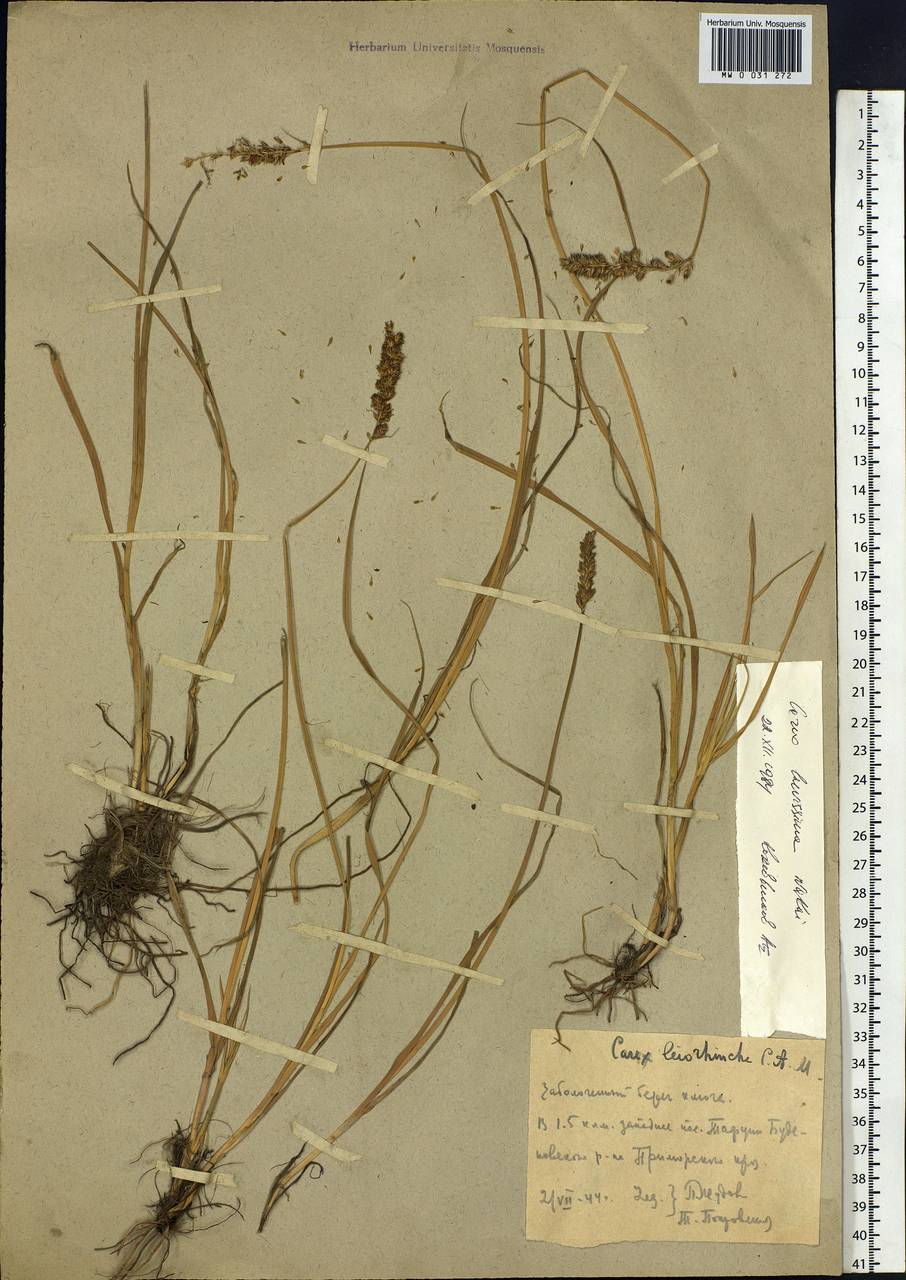 Carex laevissima Nakai, Siberia, Russian Far East (S6) (Russia)