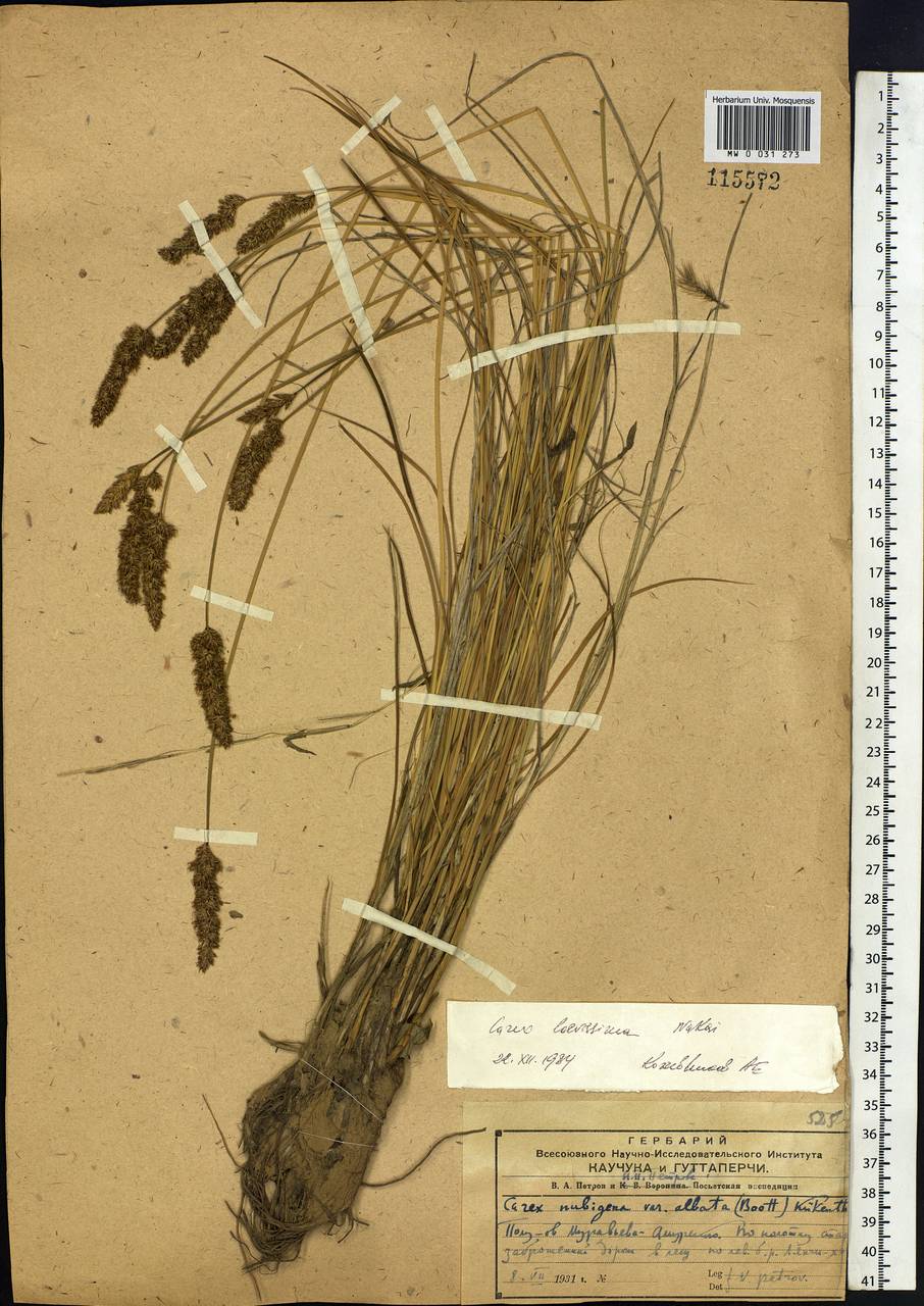 Carex laevissima Nakai, Siberia, Russian Far East (S6) (Russia)