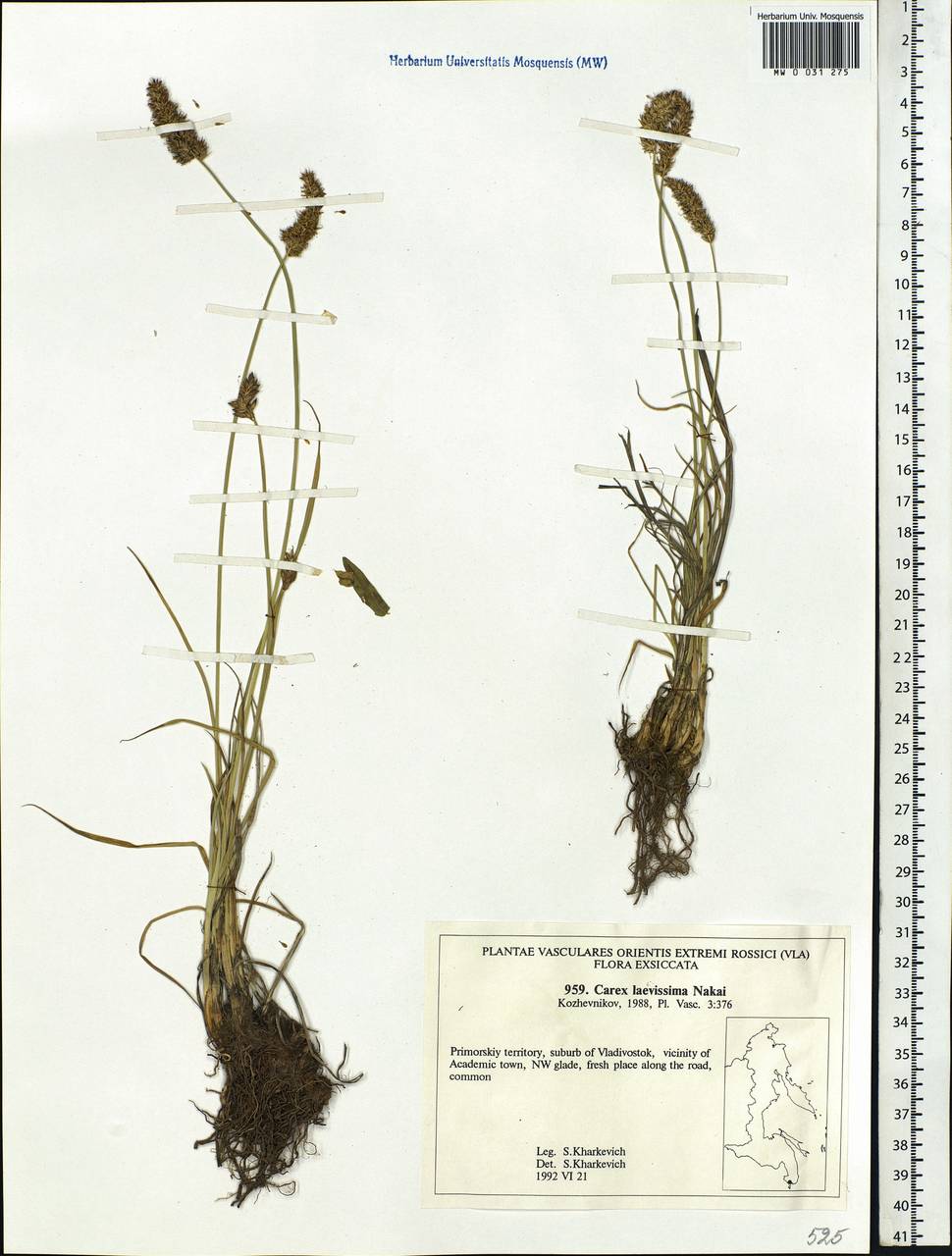 Carex laevissima Nakai, Siberia, Russian Far East (S6) (Russia)