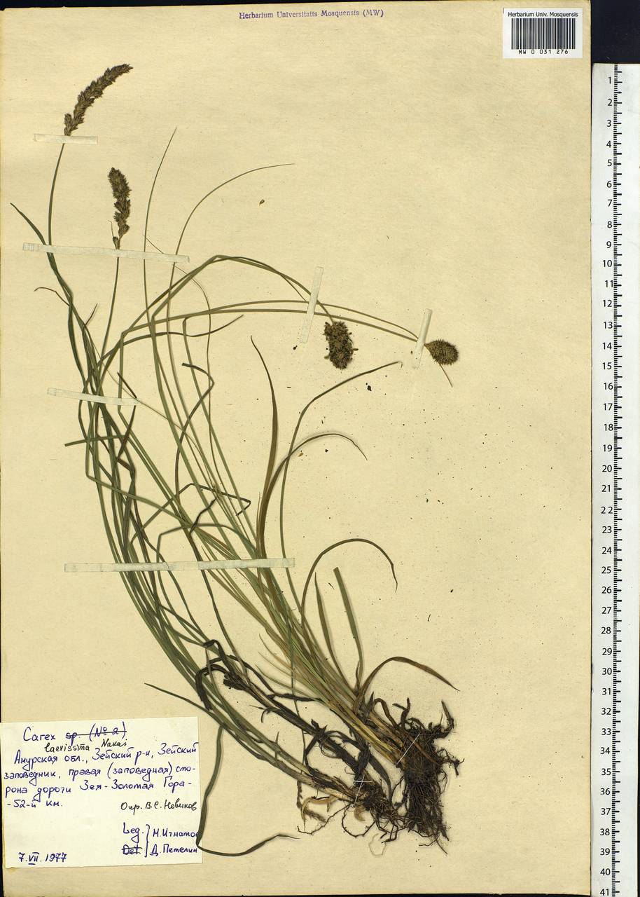 Carex laevissima Nakai, Siberia, Russian Far East (S6) (Russia)