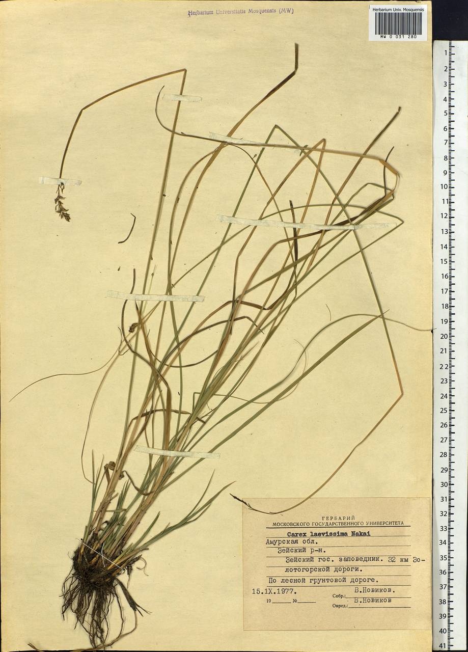 Carex laevissima Nakai, Siberia, Russian Far East (S6) (Russia)