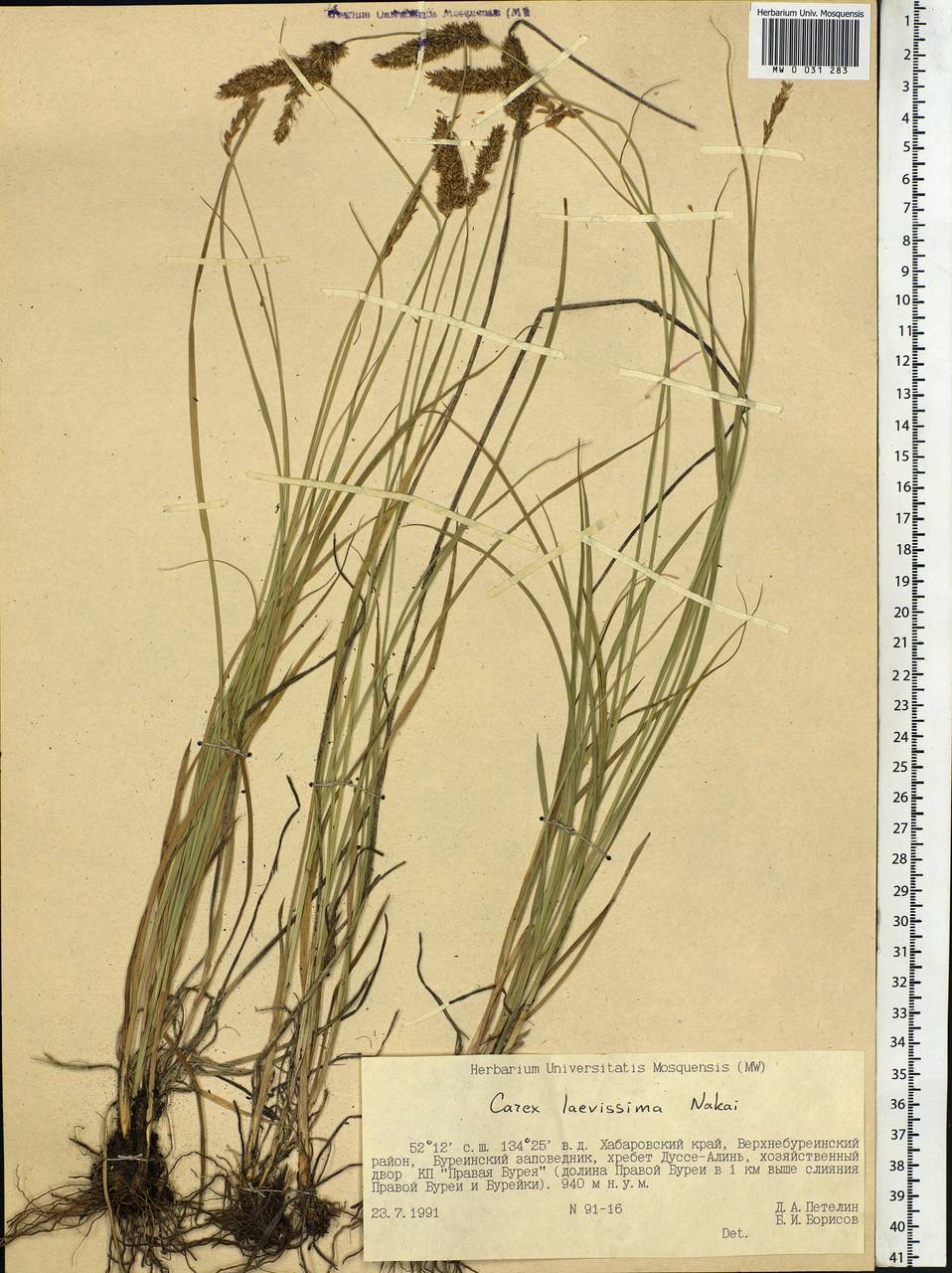 Carex laevissima Nakai, Siberia, Russian Far East (S6) (Russia)
