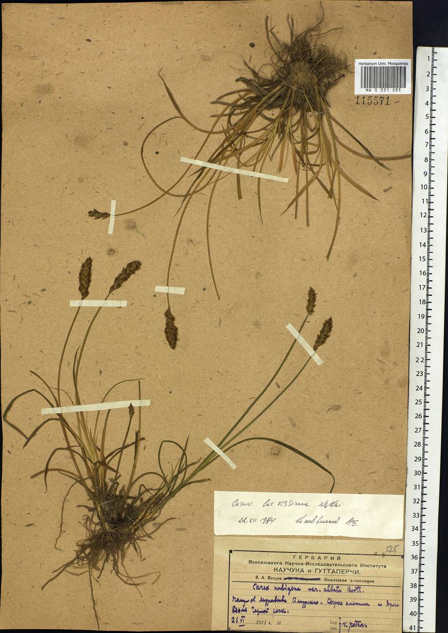 Carex laevissima Nakai, Siberia, Russian Far East (S6) (Russia)