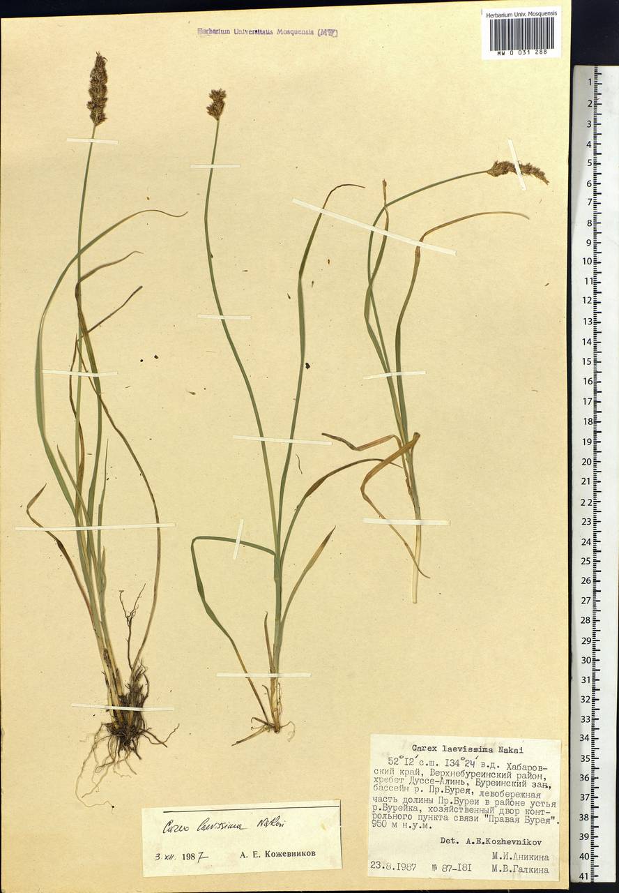 Carex laevissima Nakai, Siberia, Russian Far East (S6) (Russia)
