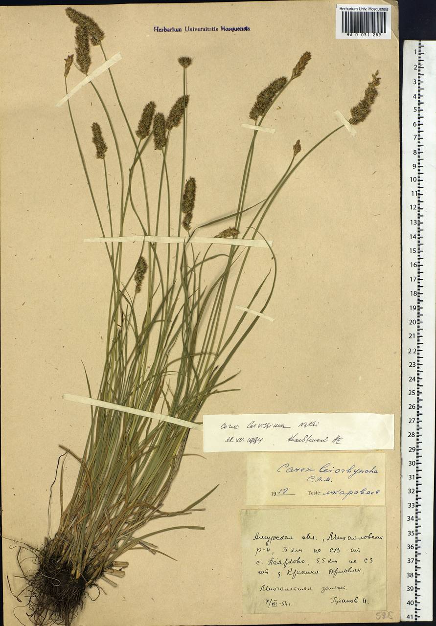 Carex laevissima Nakai, Siberia, Russian Far East (S6) (Russia)