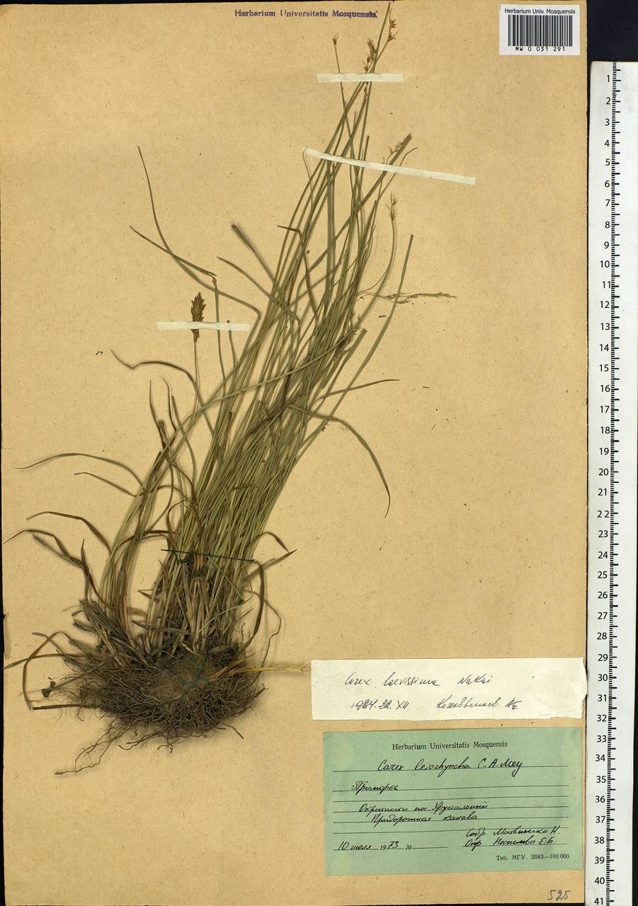 Carex laevissima Nakai, Siberia, Russian Far East (S6) (Russia)