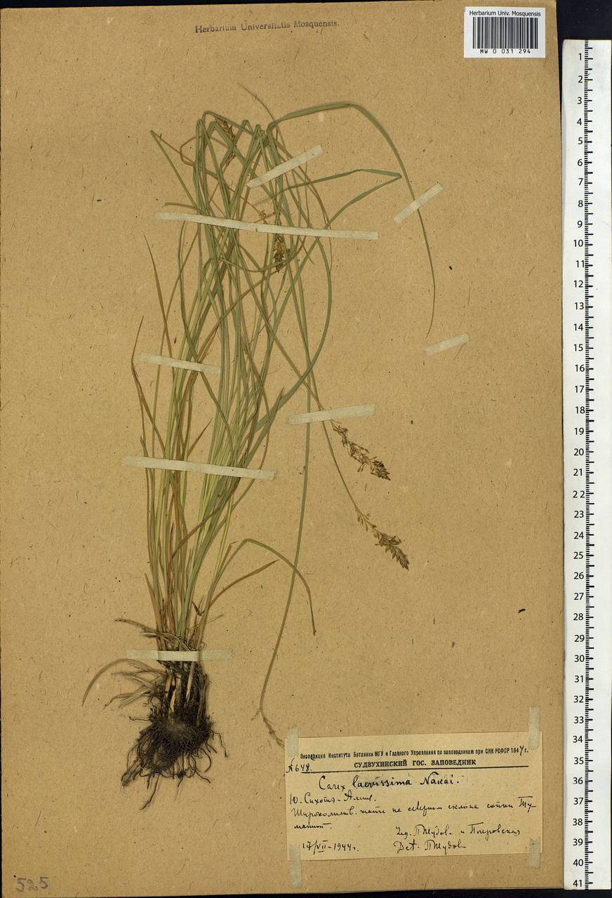 Carex laevissima Nakai, Siberia, Russian Far East (S6) (Russia)