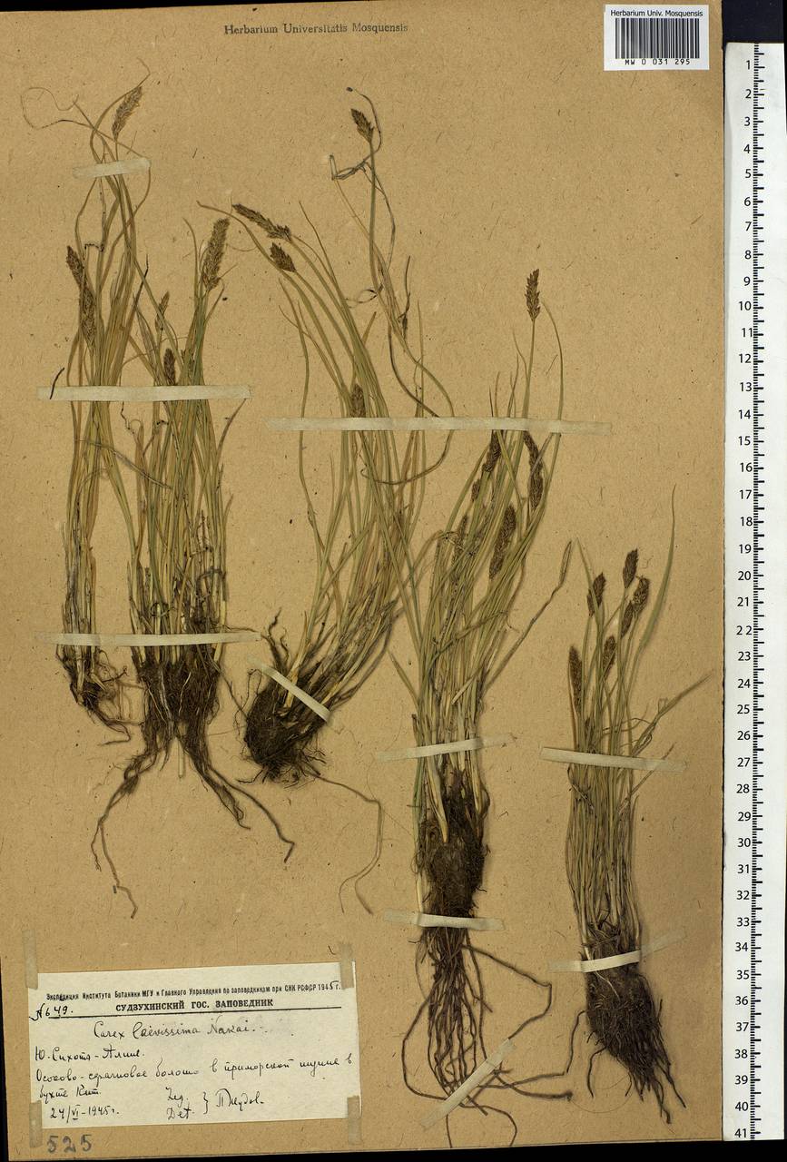 Carex laevissima Nakai, Siberia, Russian Far East (S6) (Russia)