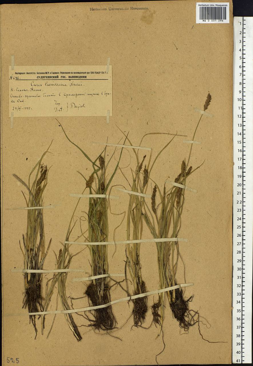Carex laevissima Nakai, Siberia, Russian Far East (S6) (Russia)