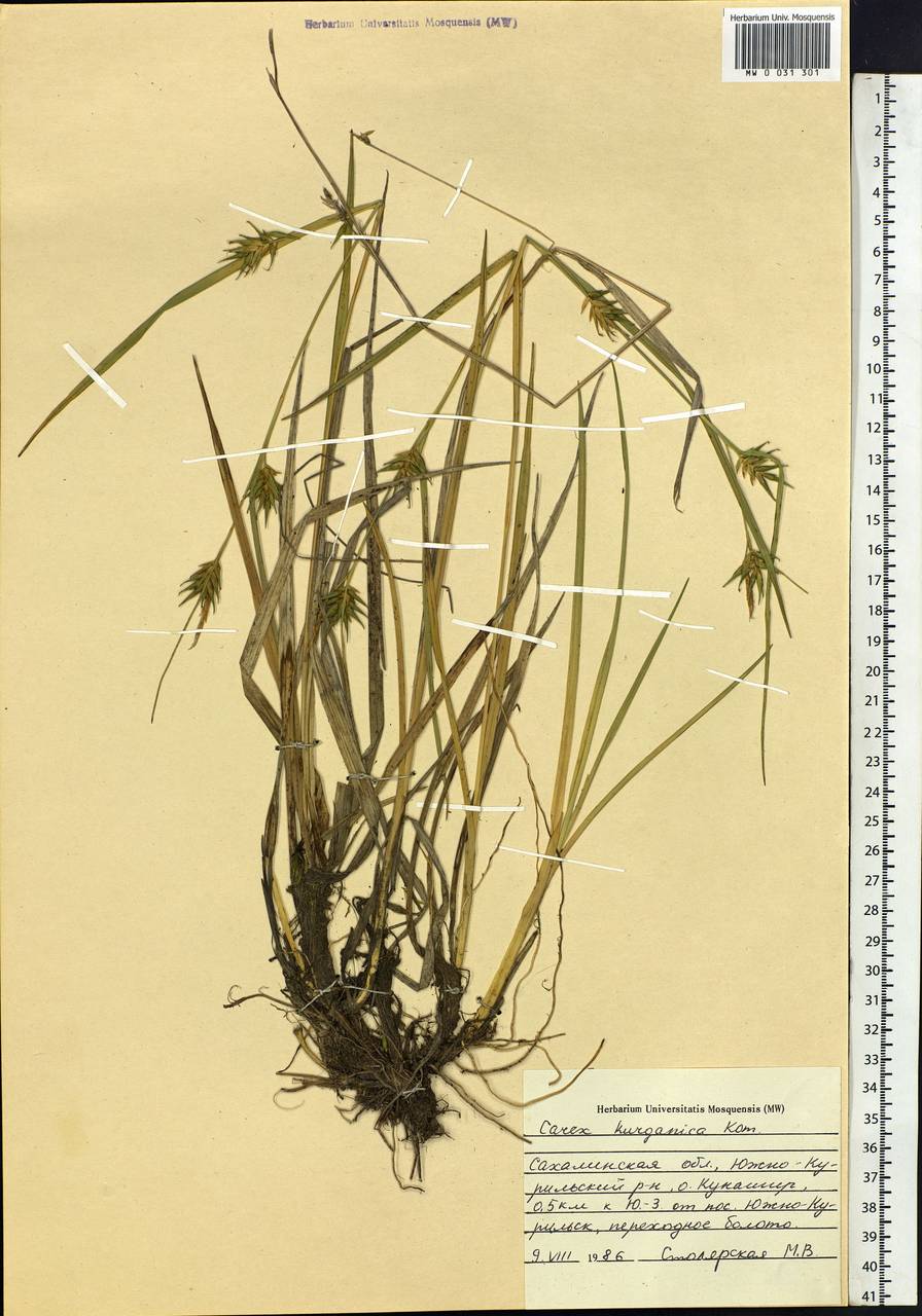 Carex kirganica Kom., Siberia, Russian Far East (S6) (Russia)