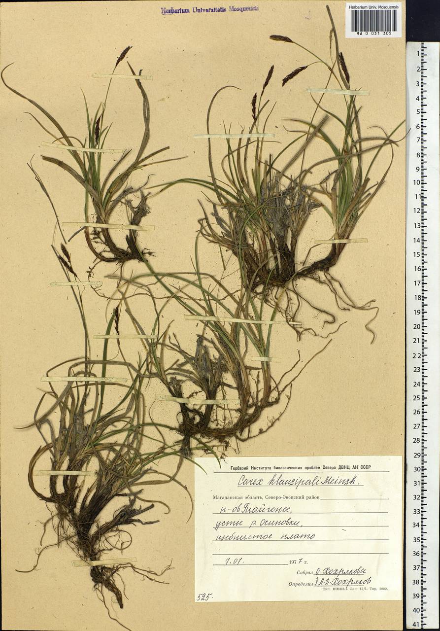 Carex stenantha var. taisetsuensis Akiyama, Siberia, Chukotka & Kamchatka (S7) (Russia)