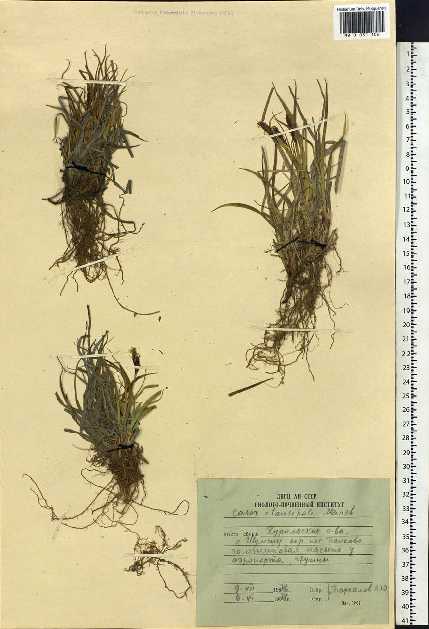 Carex stenantha var. taisetsuensis Akiyama, Siberia, Russian Far East (S6) (Russia)