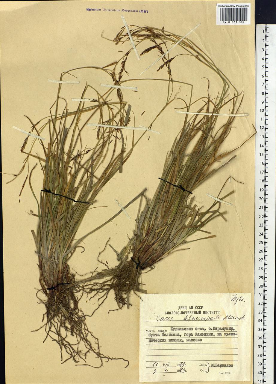 Carex stenantha var. taisetsuensis Akiyama, Siberia, Russian Far East (S6) (Russia)